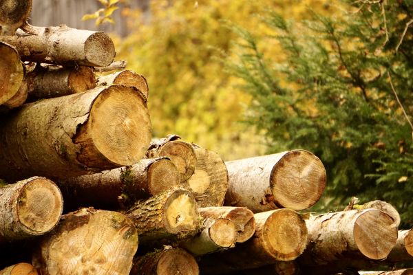 Wood Pile Removal in Lehigh Acres