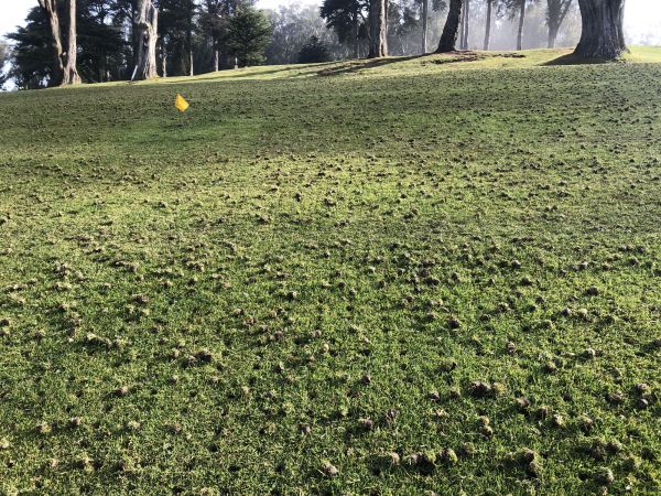 Lawn Aerating