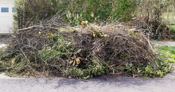 Tree Limb Cleanup in Lehigh Acres