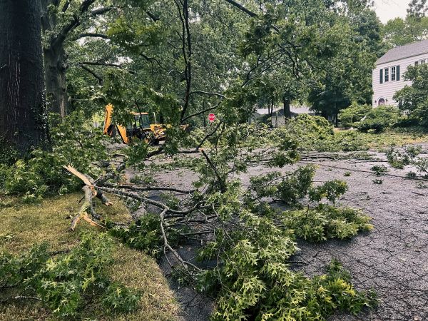 Tree Branch Disposal in Lehigh Acres