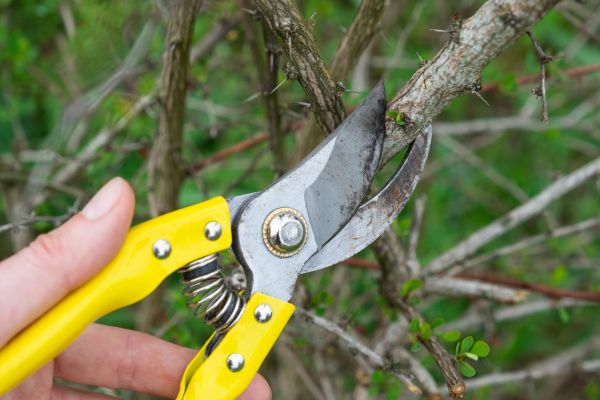 Limbs Removal in Lehigh Acres