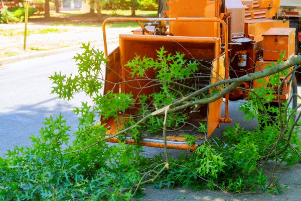 Tree Branches Removal in Lehigh Acres