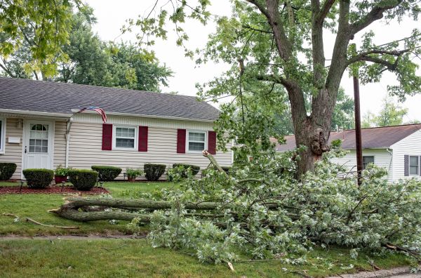 Fallen Branch Removal in Lehigh Acres
