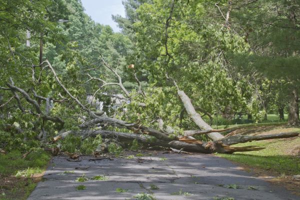Tree Debris Removal in Lehigh Acres