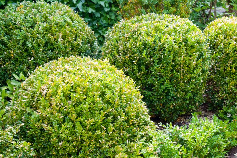 Trimmed Shrubs and Edges
