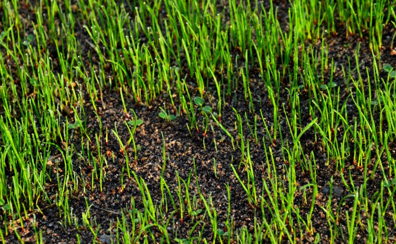 Prepared Lawn for Growth